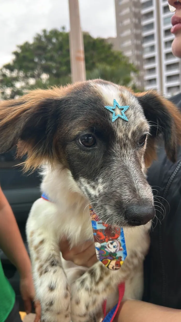 Cachorro ra a SRD-ViraLata idade 2 a 6 meses nome Pipoca 