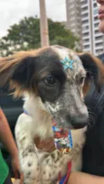 Pipoca
