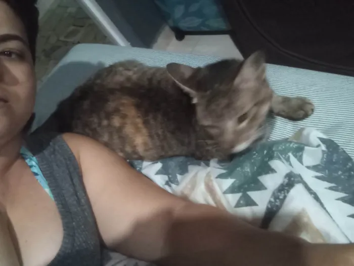 Gato ra a SRD-ViraLata idade 2 anos nome Gata rajada
