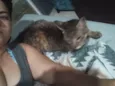 Gata rajada