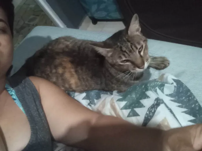 Gato ra a SRD-ViraLata idade 2 anos nome Gata rajada