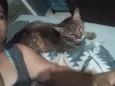 Gata rajada