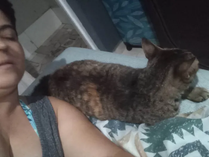 Gato ra a SRD-ViraLata idade 2 anos nome Gata rajada