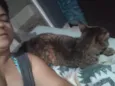 Gata rajada