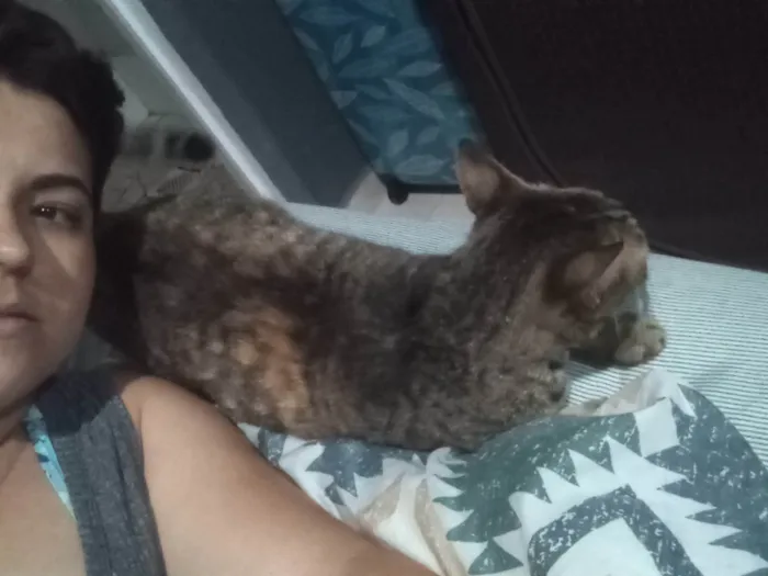 Gato ra a SRD-ViraLata idade 2 anos nome Gata rajada