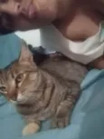 Gata rajada