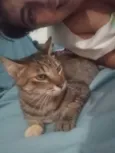 Gata rajada