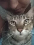 Gata rajada