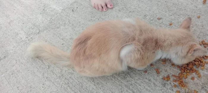 Gato ra a Siamês idade 2 anos nome Sem nome