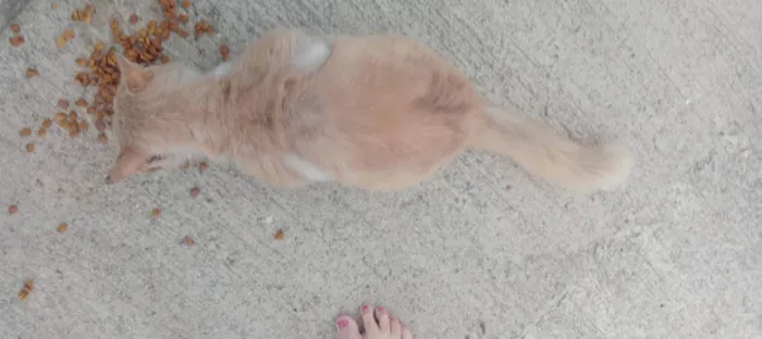 Gato ra a Siamês idade 2 anos nome Sem nome