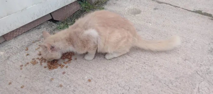 Gato ra a Siamês idade 2 anos nome Sem nome