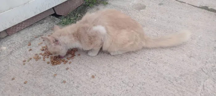 Gato ra a Siamês idade 2 anos nome Sem nome