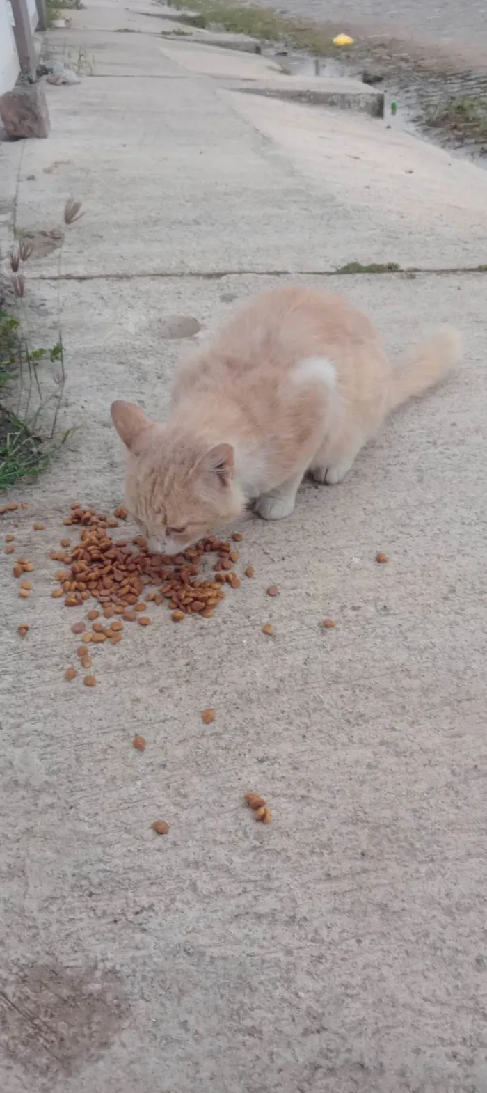 Gato ra a Siamês idade 2 anos nome Sem nome