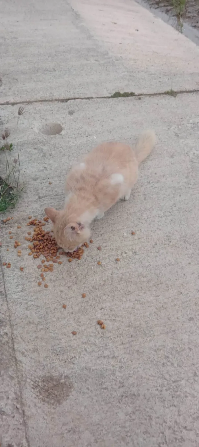 Gato ra a Siamês idade 2 anos nome Sem nome