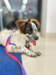 Pipoca