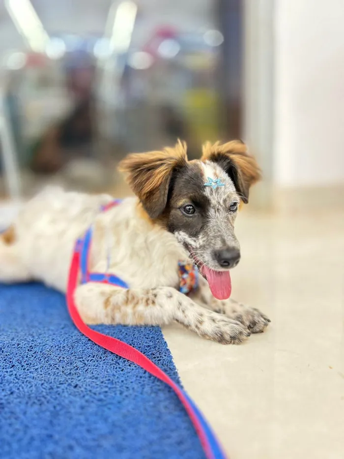 Cachorro ra a SRD-ViraLata idade 2 a 6 meses nome Pipoca 