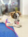 Pipoca