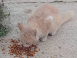 Gato raça Siamês idade 2 anos nome Sem nome