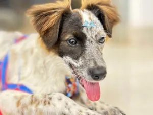 Cachorro raça SRD-ViraLata idade 2 a 6 meses nome Pipoca 