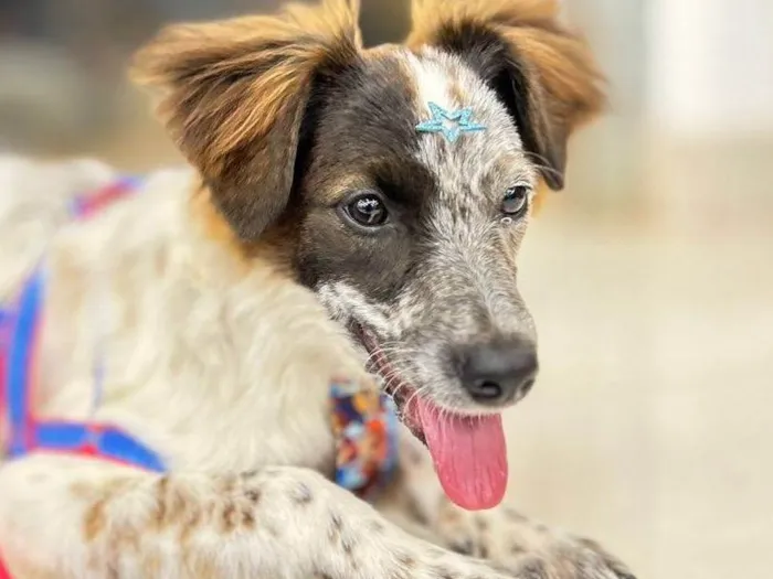 Cachorro ra a SRD-ViraLata idade 2 a 6 meses nome Pipoca 