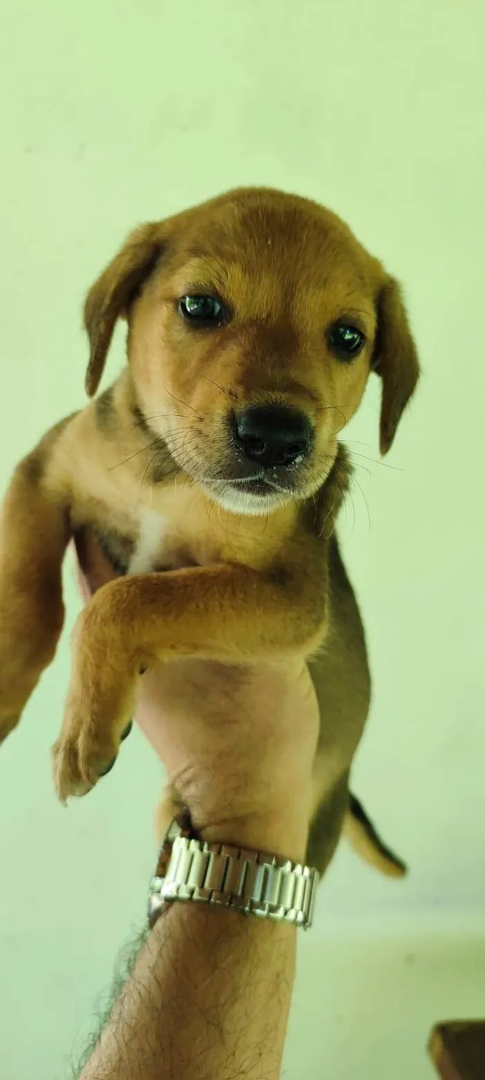 Cachorro ra a SRD-ViraLata idade 2 a 6 meses nome Não tem (1)