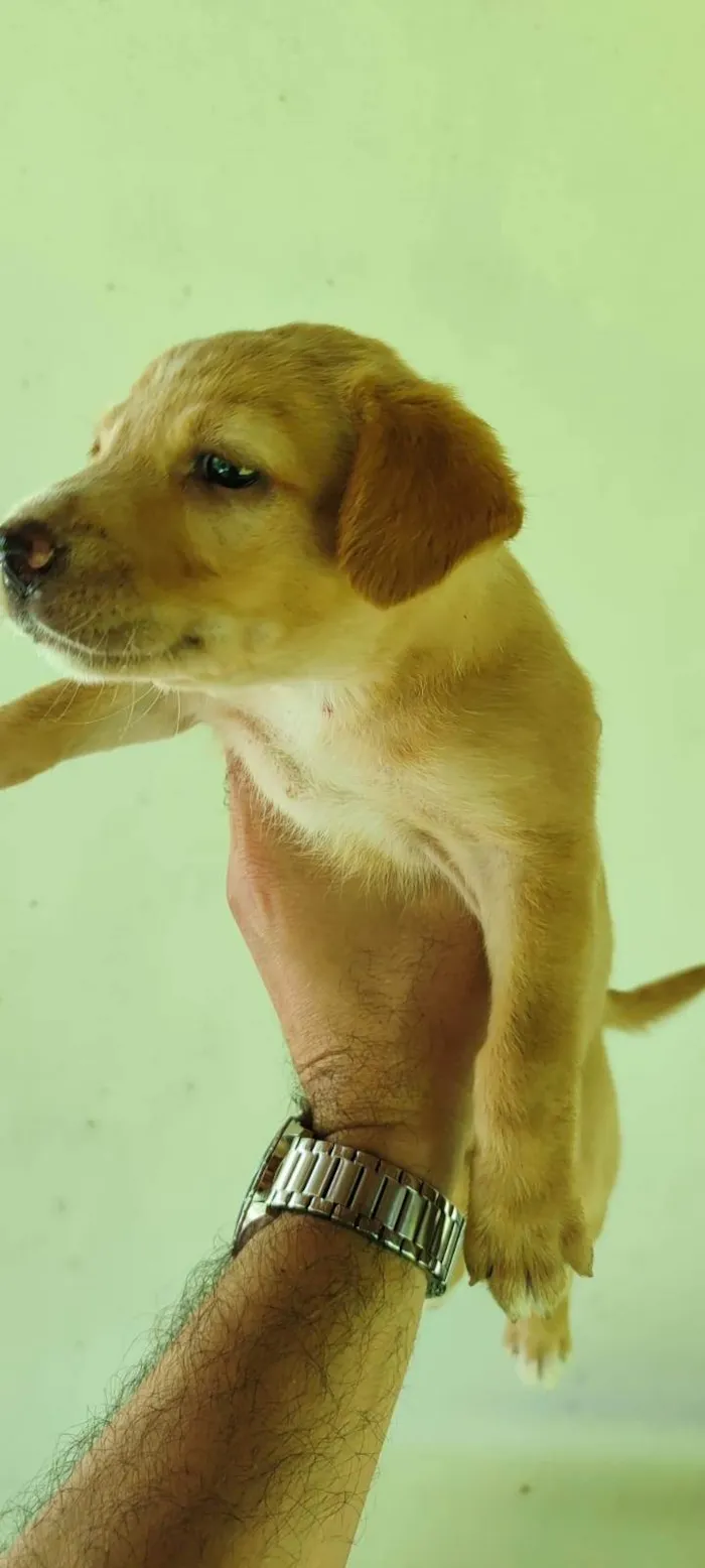 Cachorro ra a SRD-ViraLata idade 2 a 6 meses nome Não tem (2)