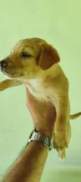 Não tem (2)