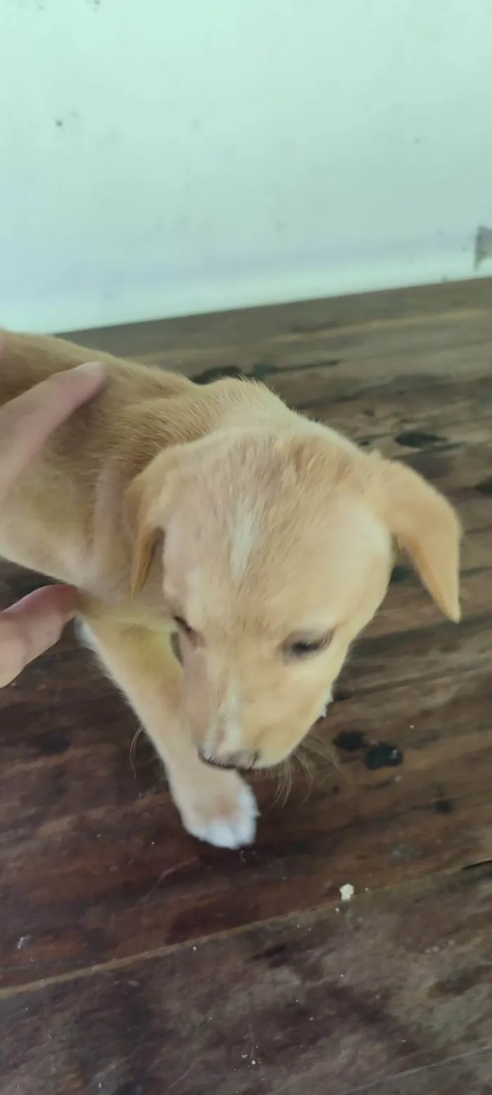 Cachorro ra a SRD-ViraLata idade 2 a 6 meses nome Não tem (3)
