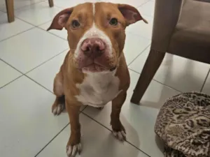 Cachorro raça Pit-Bull idade 7 a 11 meses nome Iron