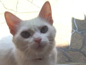 Gato raça SRD-ViraLata idade 2 anos nome Nuvi