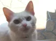 Nuvi