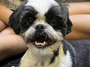 Cachorro raça Shitzu idade 3 anos nome Lilian Setsuko