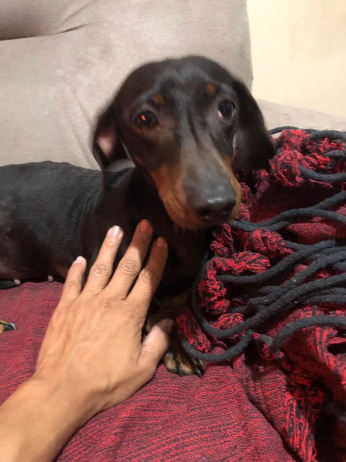 Cachorro ra a Basset-Cofap idade 4 anos nome Doce