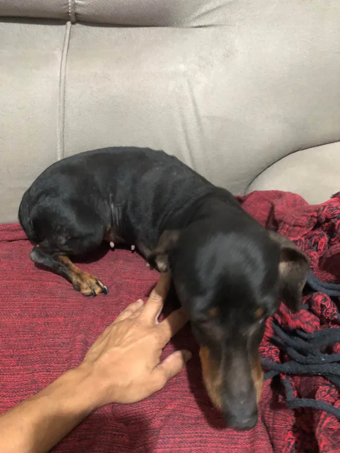 Cachorro ra a Basset-Cofap idade 4 anos nome Doce