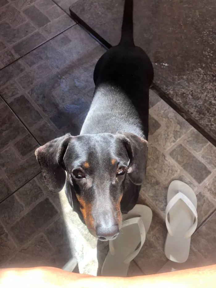 Cachorro ra a Basset-Cofap idade 4 anos nome Jade 