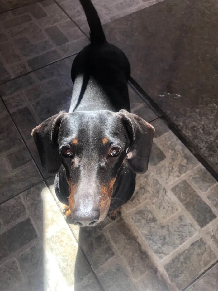 Cachorro ra a Basset-Cofap idade 4 anos nome Jade 