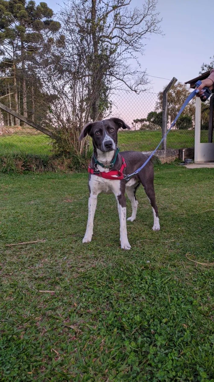 Cachorro ra a SRD-ViraLata idade 3 anos nome Beach