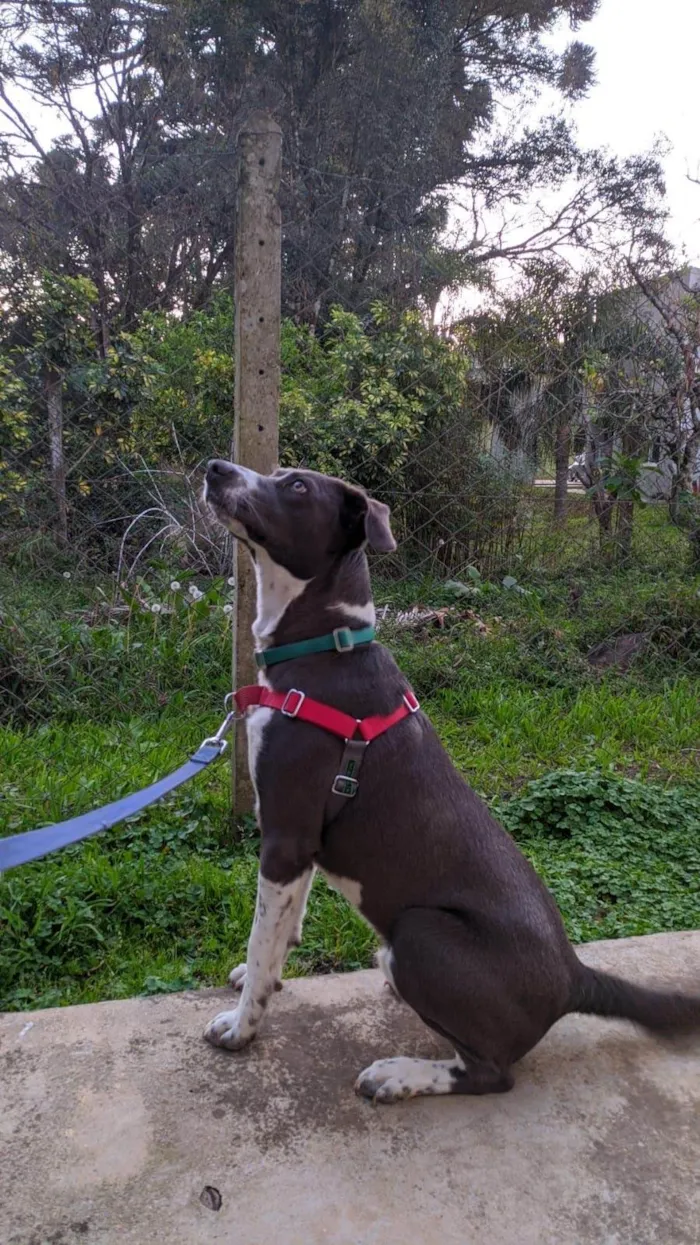 Cachorro ra a SRD-ViraLata idade 3 anos nome Beach