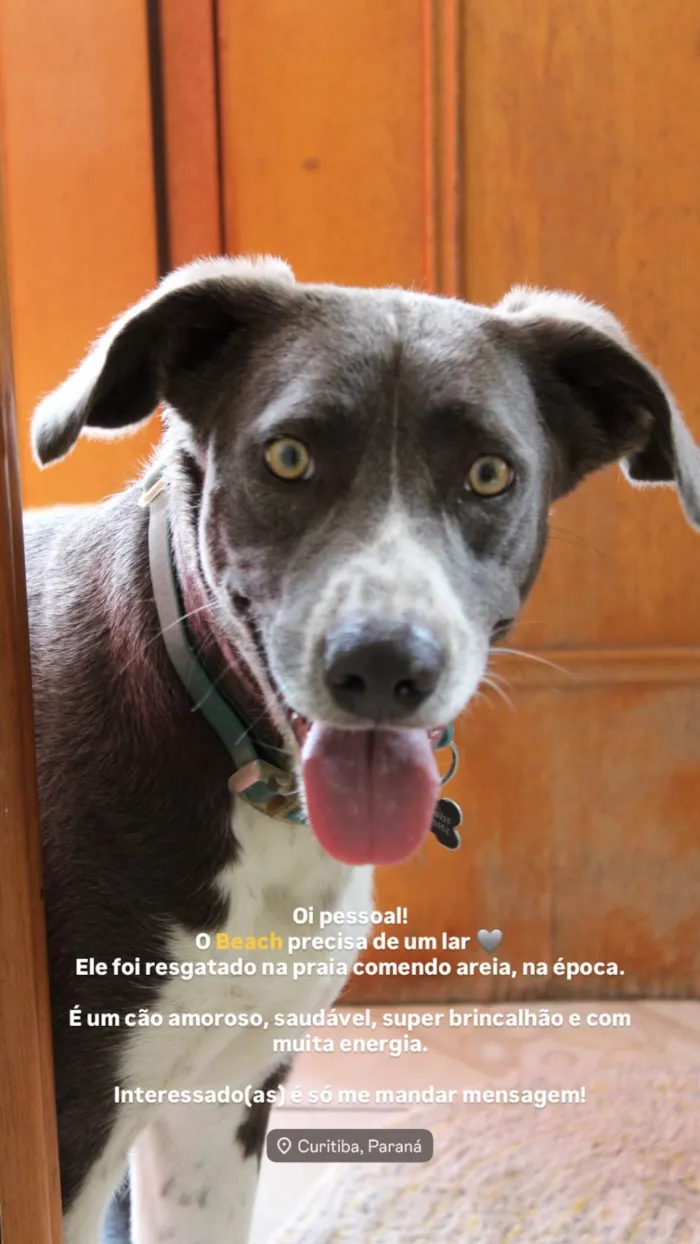 Cachorro ra a SRD-ViraLata idade 3 anos nome Beach