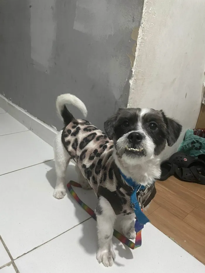 Cachorro ra a Lhasa Apso idade 3 anos nome Pingo