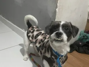 Cachorro raça Lhasa Apso idade 3 anos nome Pingo