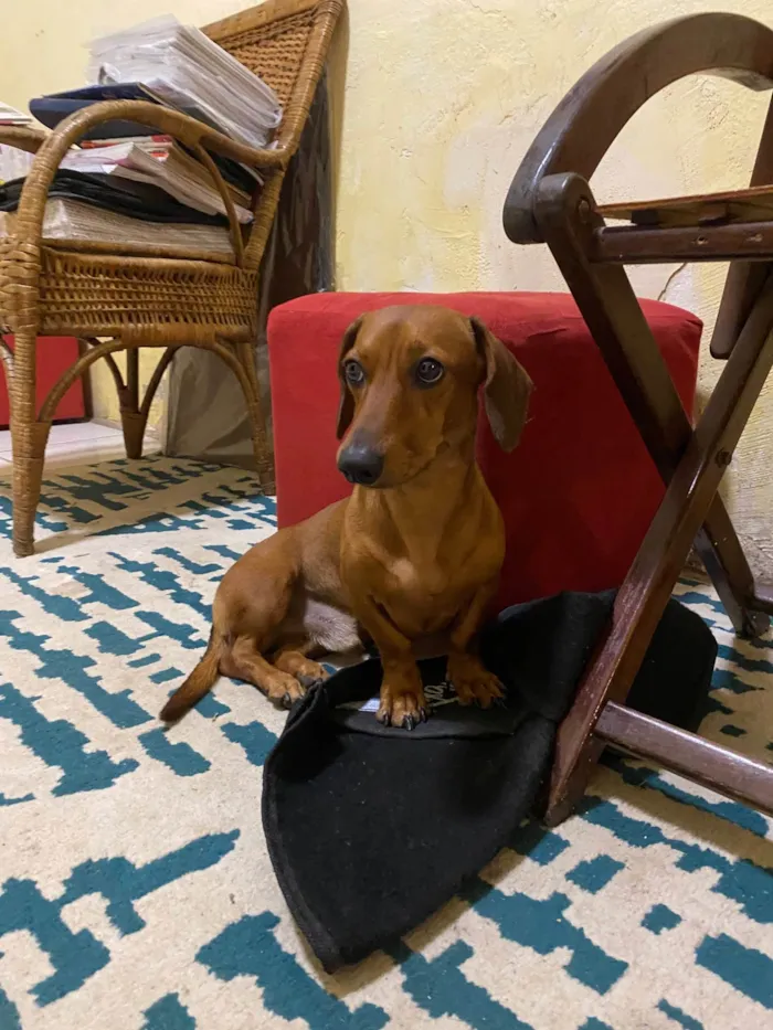 Cachorro ra a SRD-ViraLata idade 2 anos nome Fred