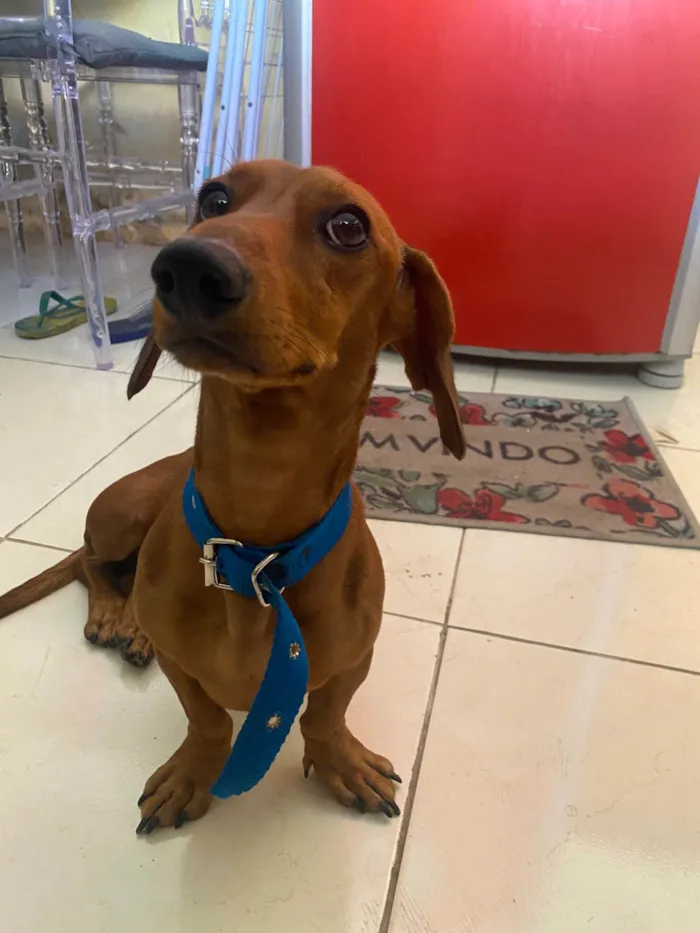 Cachorro ra a SRD-ViraLata idade 2 anos nome Fred