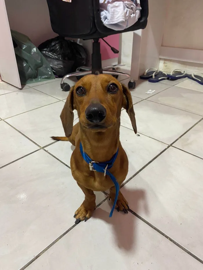 Cachorro ra a SRD-ViraLata idade 2 anos nome Fred