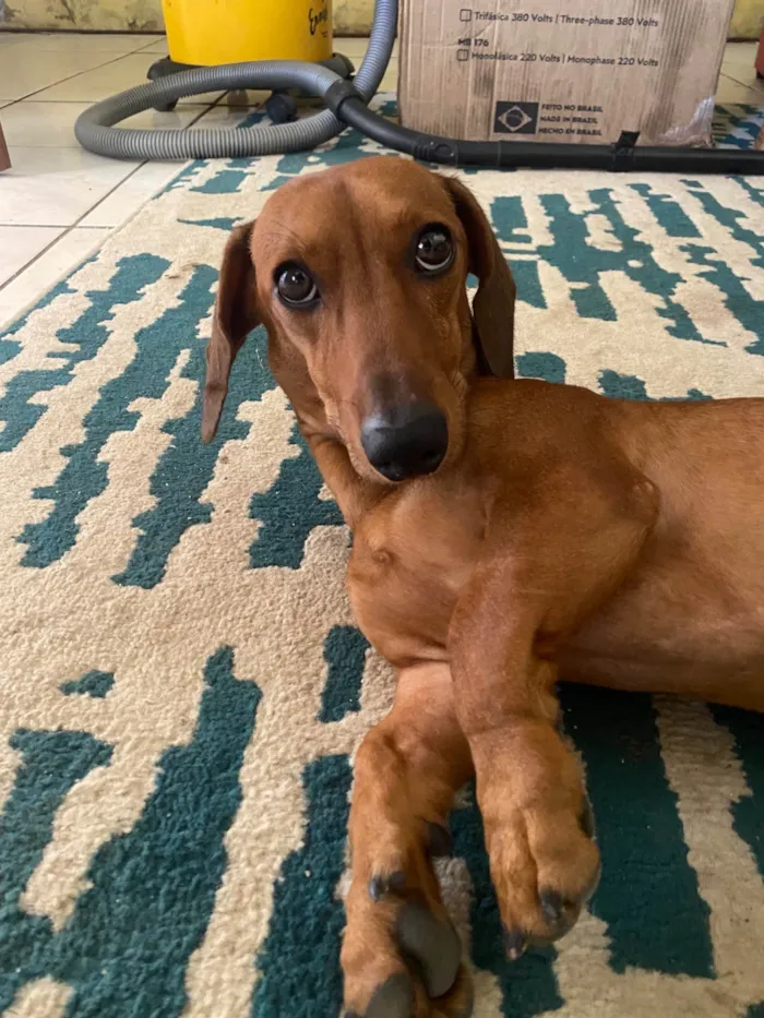 Cachorro ra a SRD-ViraLata idade 2 anos nome Fred
