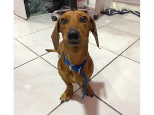 Cachorro raça SRD-ViraLata idade 2 anos nome Fred