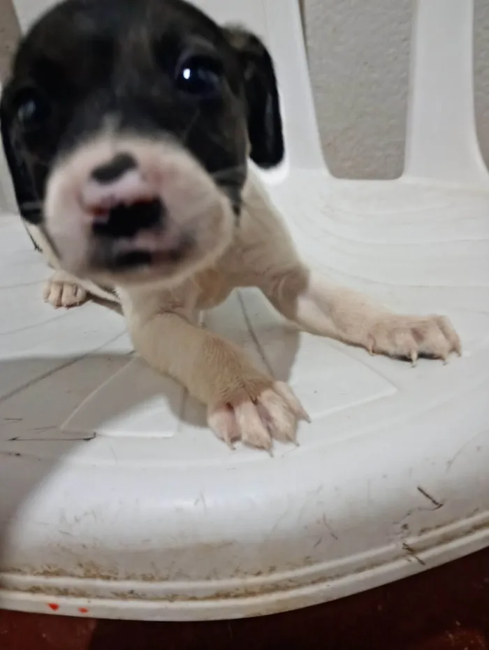 Cachorro ra a SRD-ViraLata idade Abaixo de 2 meses nome Júnior