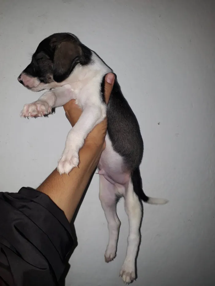 Cachorro ra a SRD-ViraLata idade Abaixo de 2 meses nome Júnior