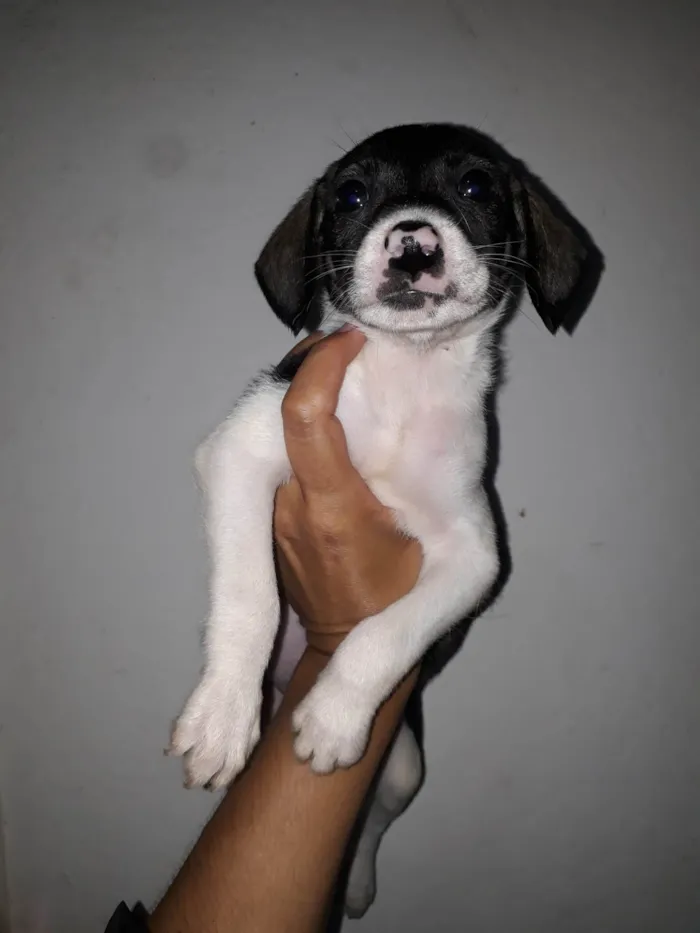 Cachorro ra a SRD-ViraLata idade Abaixo de 2 meses nome Júnior