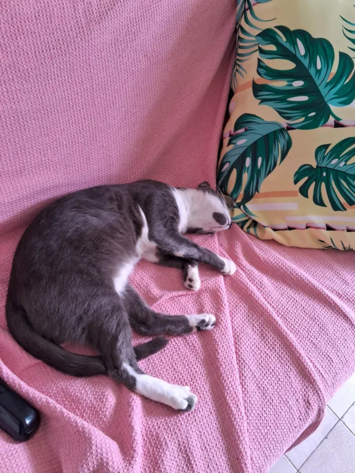 Gato ra a Exótico idade 7 a 11 meses nome Afrodite Cabral  de Barros  Florêncio 